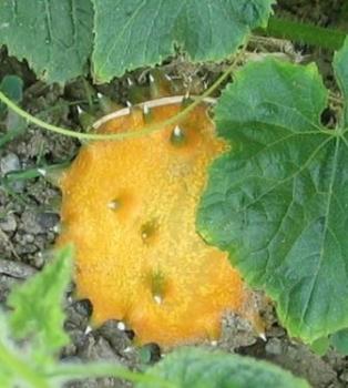 Kiwano (Hornmelone) (Pflanze)