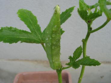 Okra (Pflanze)