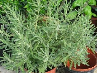 Lavendel, Duft- (Pflanze)