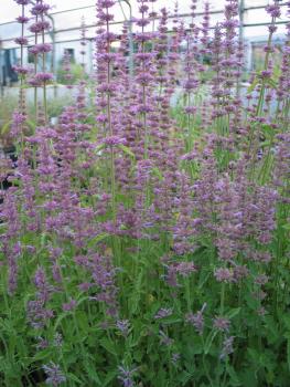 Agastache, Lavendel- (Pflanze)