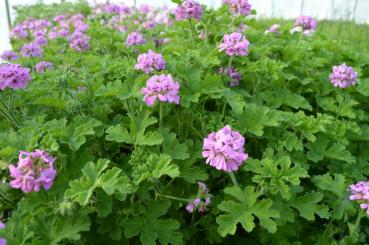 Pelargonie, Duft-  "Bourbon"  (Pflanze)