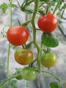 Tomate, Mexikanische Honig- (Pflanze)