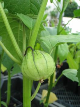 Tomatillo violett (Pflanze)