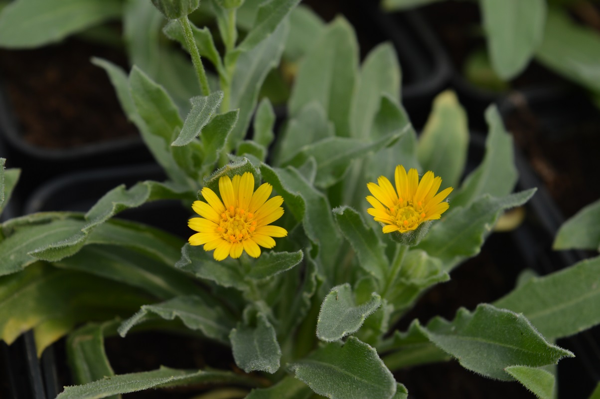 Himmelreichkruter - Ringelblume, Acker- (Pflanze)