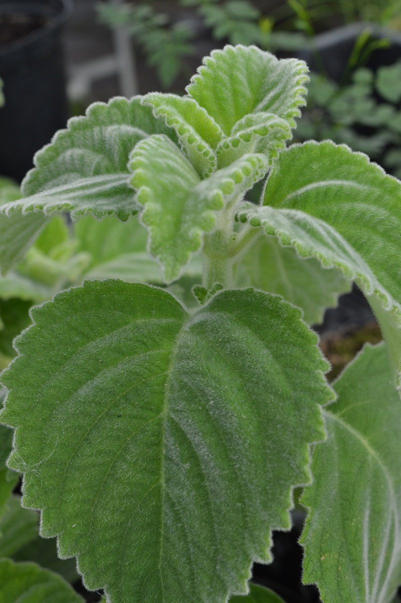 alocasia gageana aurea variegata care Alocasia Gageana Aurea Variegated #A