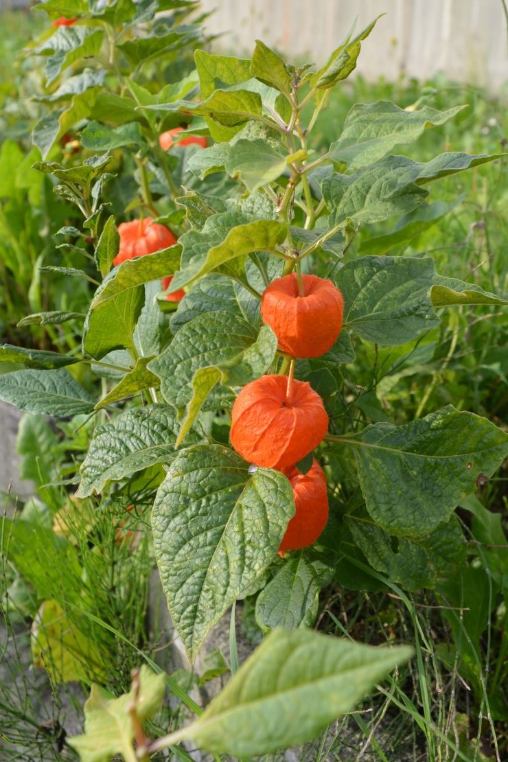 rote linsen saatgut Rote Linsen Bio-Keimsaat  Keimgrn