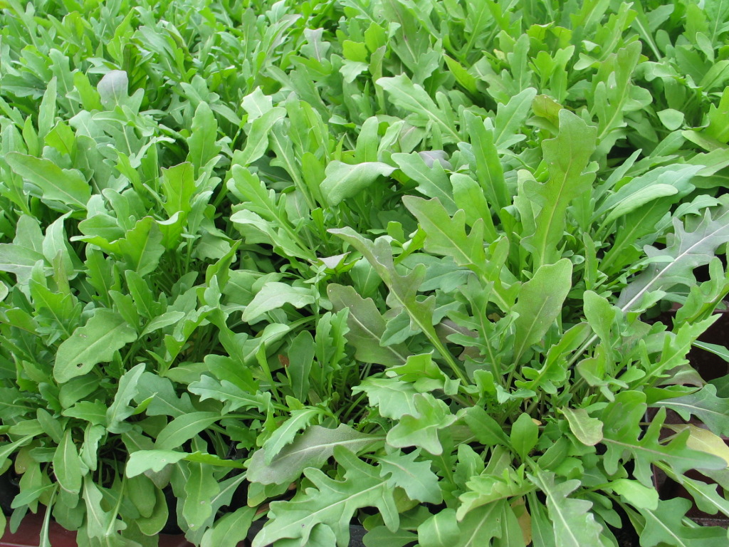 Himmelreichkräuter Rauke, Wilde "Rucola selvatica" (Pflanze)