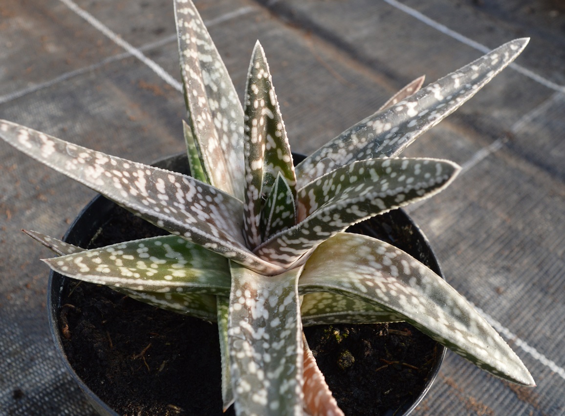 aloe vera gesichtswaschgel Himalaya Feuchtigkeitsspendendes Aloe Vera Gesichtswasser main image 0