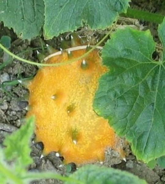 Kiwano (Hornmelone) (Pflanze)