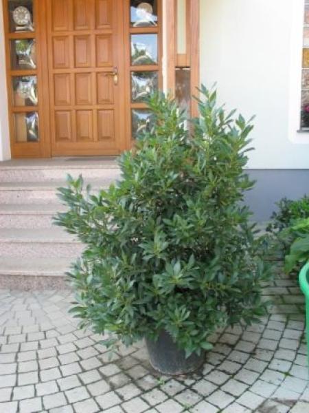 Lorbeer (Pflanze)