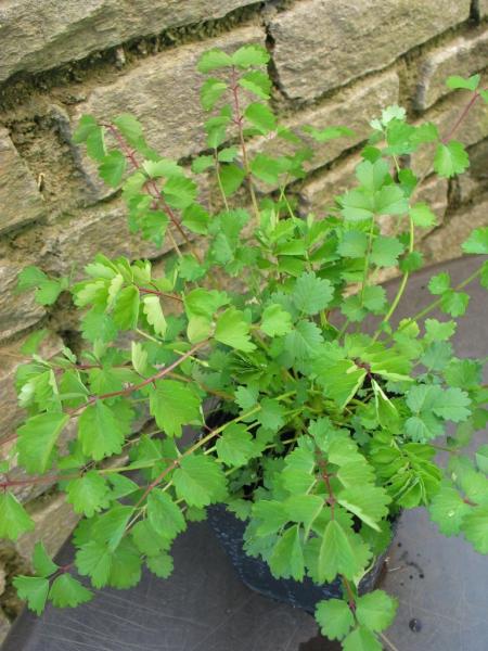 Wiesenknopf, Kleiner  (Pimpinelle) (Pflanze)