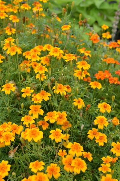 Tagetes, Gewürz- "Orange Gem" (Pflanze)
