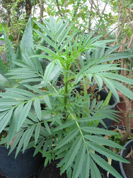 Tagetes, Mexikanisches Riesengewürz- (Pflanze)
