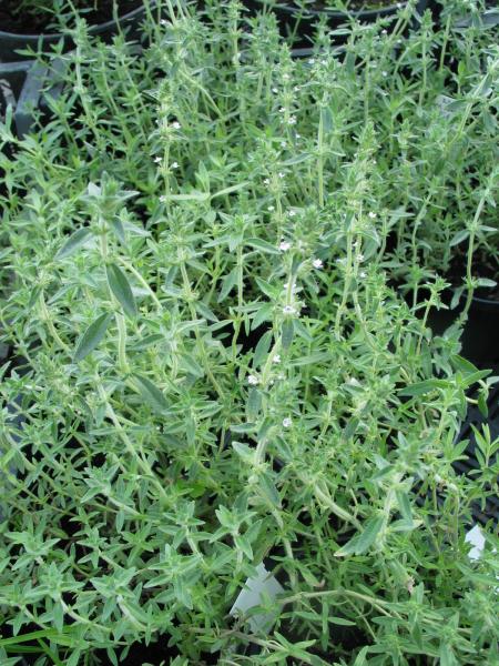 Thymian, Rosenduft- (Pflanze)