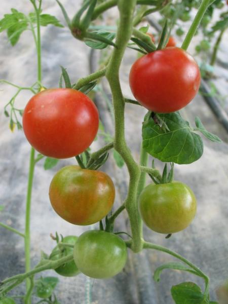 Tomate, Mexikanische Honig- (Pflanze)