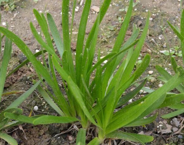 künstliches schleierkraut Künstliche Blume Schleierkraut main image 1